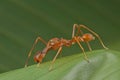 Ant-mimic jumping spider Royalty Free Stock Photo