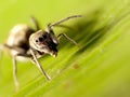 Ant-mimic jumping spider