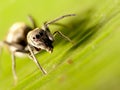 Ant-mimic jumping spider Royalty Free Stock Photo