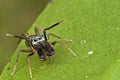 An Ant-mimic Jumping spider Royalty Free Stock Photo