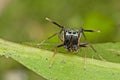 An Ant-mimic Jumping spider