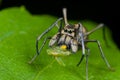 An ant-mimic Jumping spider with prey Royalty Free Stock Photo