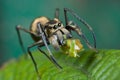 An ant-mimic Jumping spider with prey Royalty Free Stock Photo