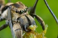 An ant-mimic Jumping spider with prey