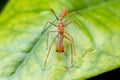 Ant mimic jumping spider in Thailand