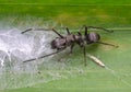 Ant mimic king jumping spider