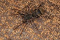 Ant mimic Sac Spider