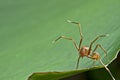 The ant mimic spider Royalty Free Stock Photo