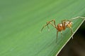 The ant mimic spider Royalty Free Stock Photo