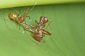 Ant-mimic spider eating weaver ants