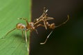 The ant mimic spider with its food Royalty Free Stock Photo