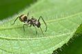Ant mimic spider Royalty Free Stock Photo
