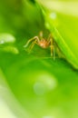 Ant mimic spider Royalty Free Stock Photo