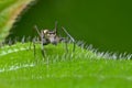 Ant mimic spider Royalty Free Stock Photo