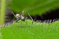 Ant mimic spider Royalty Free Stock Photo