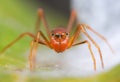 Ant-Mimicking Spider Royalty Free Stock Photo