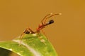 Ant mimicking spider, Myrmarachne plataleoides, Bangalore, Karnataka Royalty Free Stock Photo