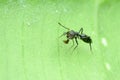 Ant mimik prey  green bacground Royalty Free Stock Photo