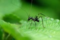 Ant mimiking cricket insect, Macroxiphus species, Satara Royalty Free Stock Photo