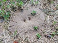 Ant mound or hill in dirt with grass or lawn Royalty Free Stock Photo