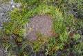 Ant mounds of the formica lugubris in the arctic tundra, northern Sweden