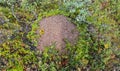 Ant mounds of the formica lugubris in the arctic tundra, northern Sweden