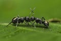Ant fight Royalty Free Stock Photo