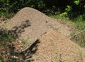 Ant Nest Royalty Free Stock Photo