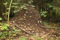 Ant nest Royalty Free Stock Photo