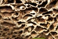 Ant nest Background Royalty Free Stock Photo