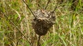 This is an ant nest, built on a small tree on a cliff