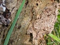 Ant nest in dry wood Royalty Free Stock Photo