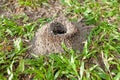 Ant nest on green grass at the park Royalty Free Stock Photo