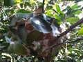 Ant nest on the lemon tree  background Royalty Free Stock Photo