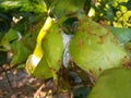 Ant nest on the lemon tree  background Royalty Free Stock Photo