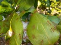 Ant nest on the lemon tree  background Royalty Free Stock Photo