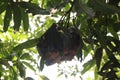 Ant nest on a mango tree, Wallpaper, Background Royalty Free Stock Photo