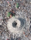 The ant nest Royalty Free Stock Photo