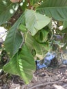 Ant nest on mango tree.