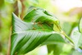 Ant nest on the tree - Red ants working weaver nest with green leaves on the nature forest on summer Royalty Free Stock Photo