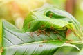 Ant nest on the tree - Red ants working weaver nest with green leaves on the nature forest on summer Royalty Free Stock Photo