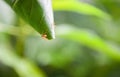 Ant nest on the tree - Red ants working weaver nest with green leaves on the nature forest on summer Royalty Free Stock Photo