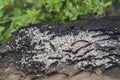 Ant nest under bark of tree with eggs and flys - summer season Royalty Free Stock Photo