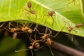 Ant nesting Royalty Free Stock Photo