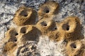 Ant nests Royalty Free Stock Photo