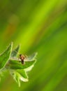 Ant on nonea leaf Royalty Free Stock Photo