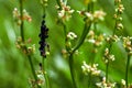 Ant pasture. Little black ants are aphid breeders and have a mutualistic symbiosis with aphids