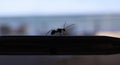 Ant perched on a window sill, facing outward, with its antennas raised in curiosity