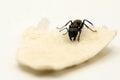 Ant on piece of food