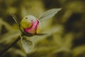 Ant on pink flower bud in dreamy garden Royalty Free Stock Photo